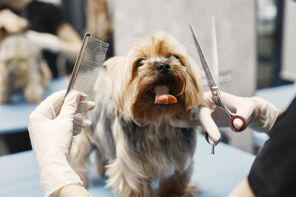 THE BENEFITS OF DOG GROOMING