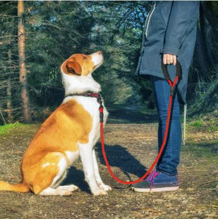 Reflective Dog Leash For Walking Training